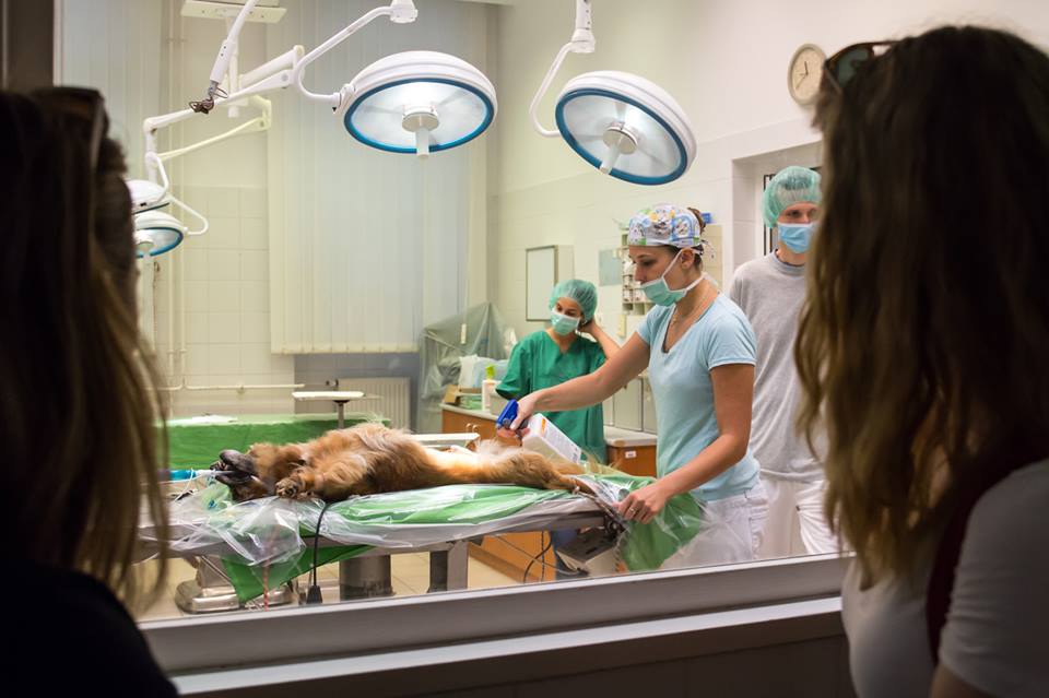 University of Veterinary Medicine Budapest (Budapest, Hungary) apply