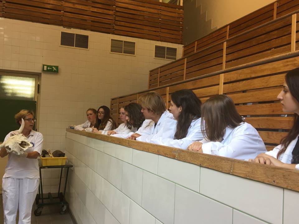 University of Veterinary Medicine Budapest (Budapest, Hungary) apply