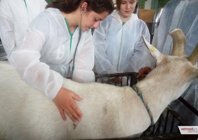 University of Veterinary Medicine Vienna (Vienna, Austria)