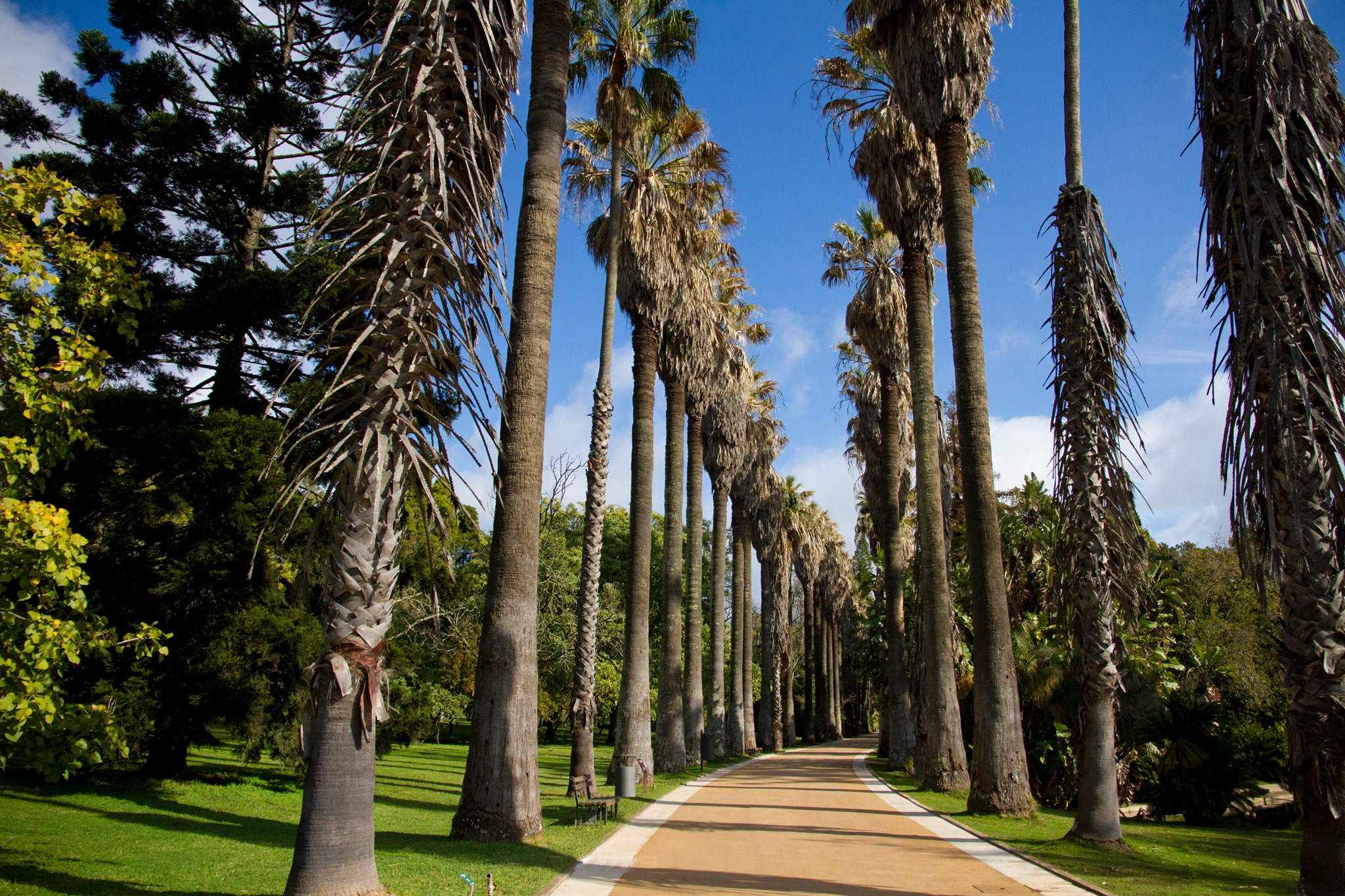 University of Lisbon (Universidade de Lisboa), University of Lisbon
