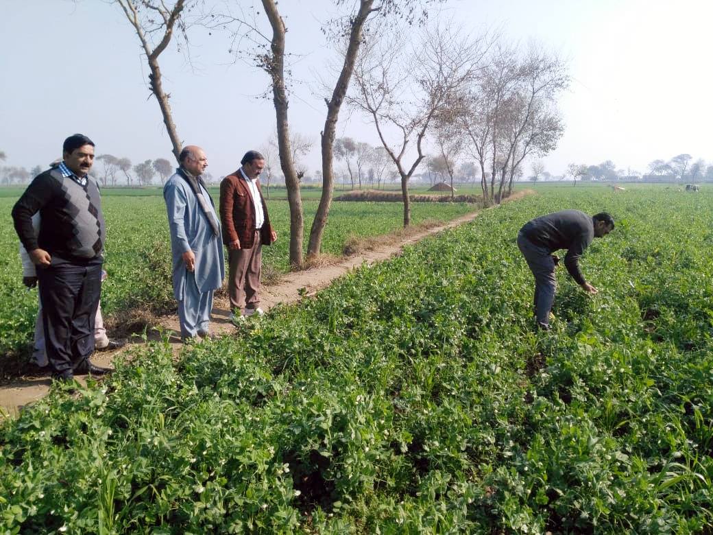 University of Agriculture, Faisalabad Campus