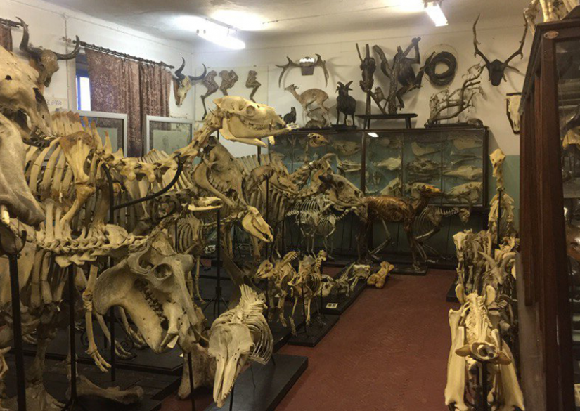 St. Petersburg State University of Veterinary Medicine — SPbSUVM (St ...