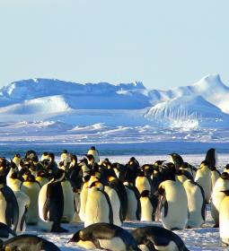 Traveling to Antarctica: how to get there?