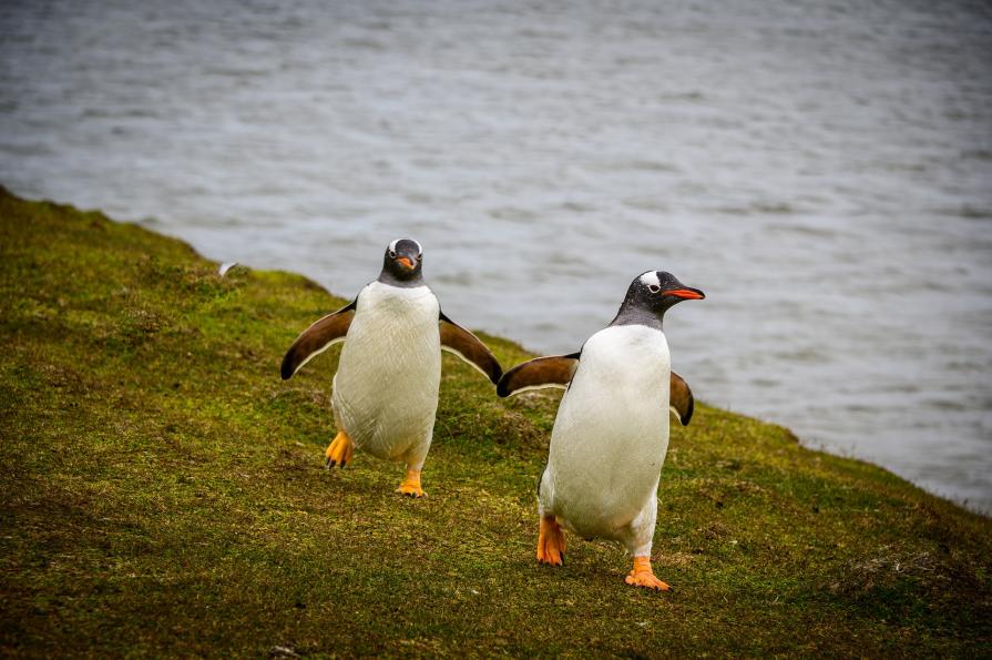 Traveling to Antarctica: how to get there?