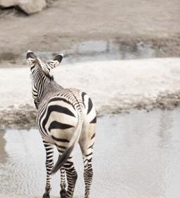 The largest zoos in the world