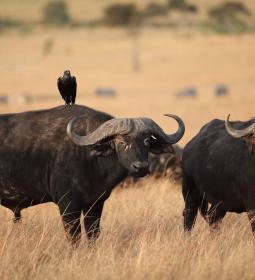 TOP-7 dangerous African countries forbidden for tourists