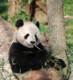 TOP-7 largest zoos in the world