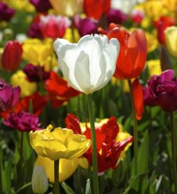 TOP most beautiful tulip gardens in the world