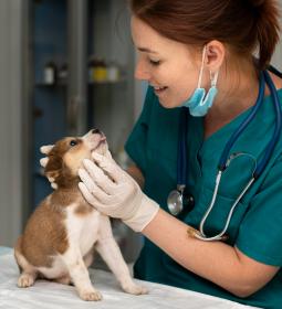 TOP-50 universities in veterinary 2025 QS Rankings