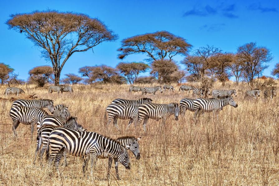 TOP-7 dangerous African countries forbidden for tourists