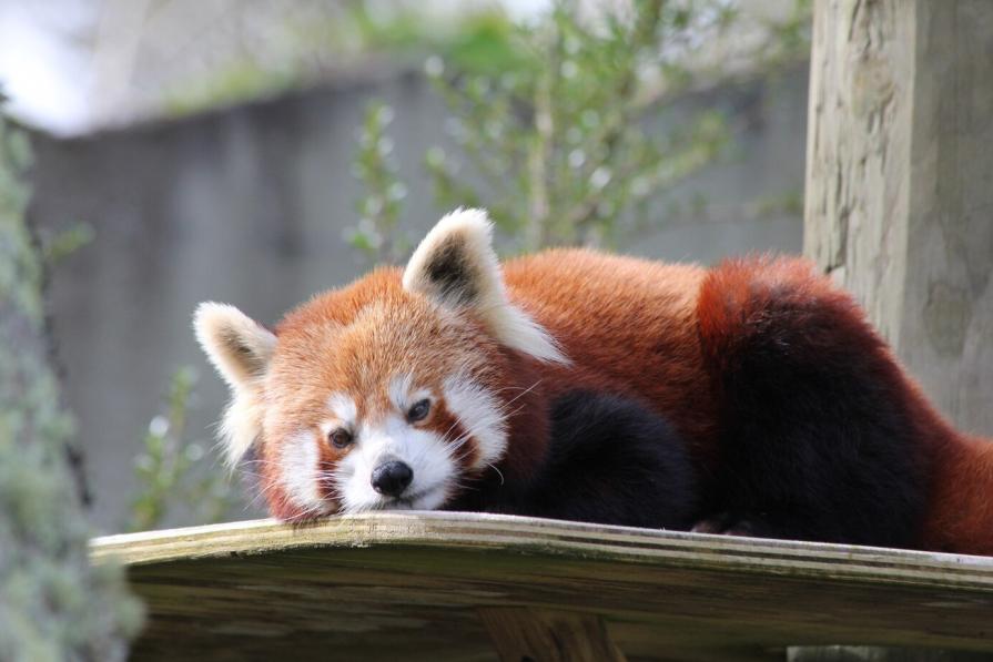 TOP-7 largest zoos in the world