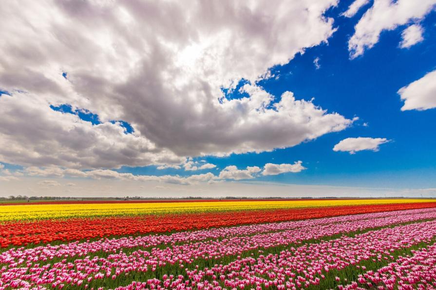 TOP most beautiful tulip gardens in the world
