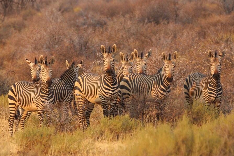 Why is Namibia called the Switzerland of Africa?