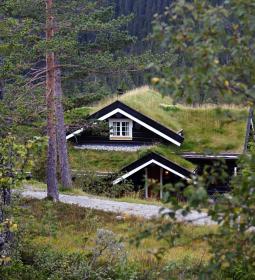 Why is grass planted on rooftops in Scandinavia?