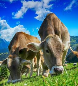 Best Universities in Europe for Agriculture and Forestry 2025 - QS World University Rankings