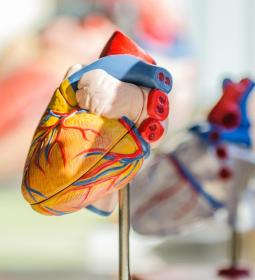 Best Universities in Europe for Anatomy and Physiology 2025 - QS World University Rankings