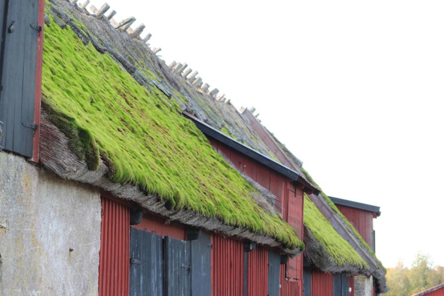 Why is grass planted on rooftops in Scandinavia?