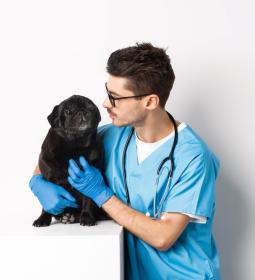 USA University Rankings for Veterinary Medicine 2025  - QS World University Rankings