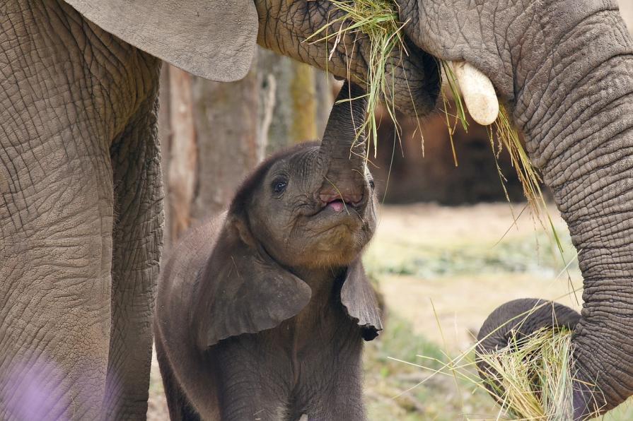 TOP-10 largest animals in the world