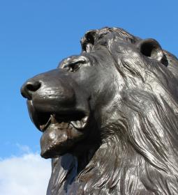 The mighty king of beasts in Britain: London Lions