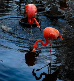 Toronto Zoo