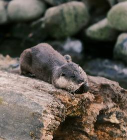 Alpine Zoo: 150 species of animals common in the Alps