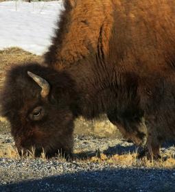 Wood Buffalo: Largest National Park of America