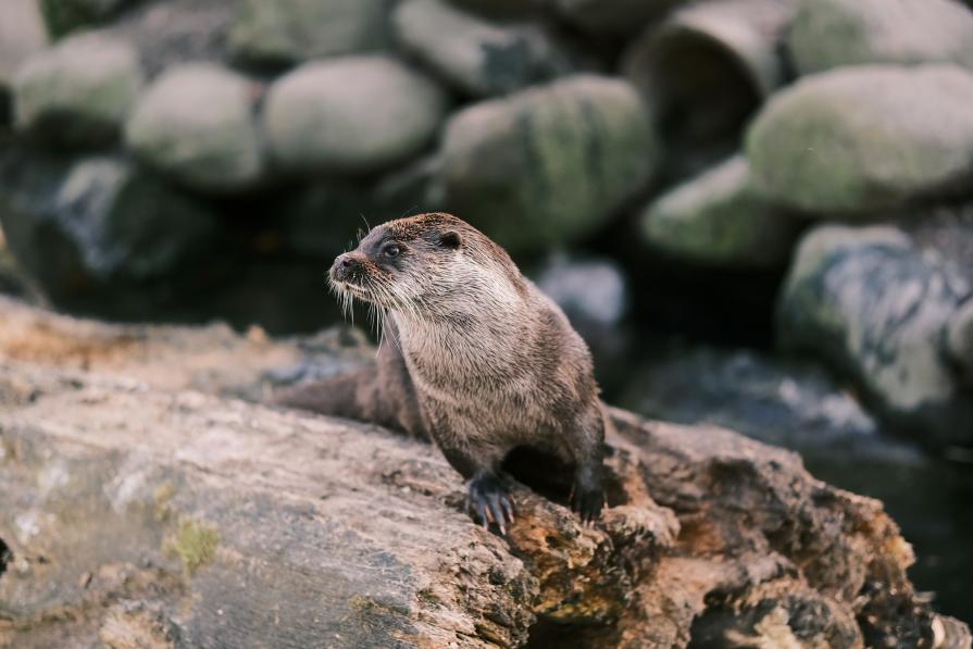 Alpine Zoo: 150 species of animals common in the Alps