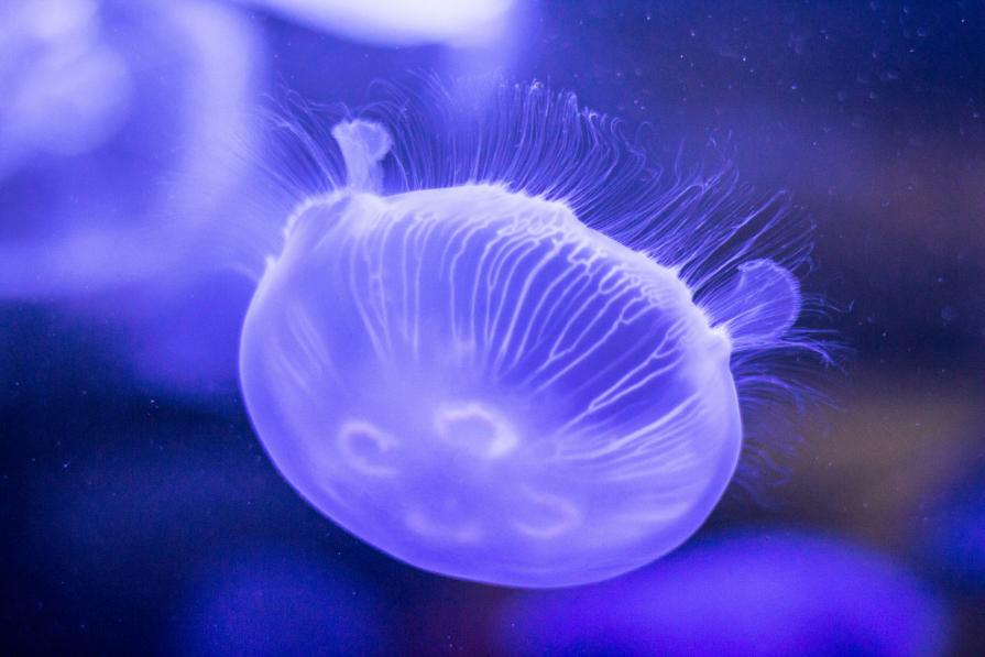 Vancouver Aquarium