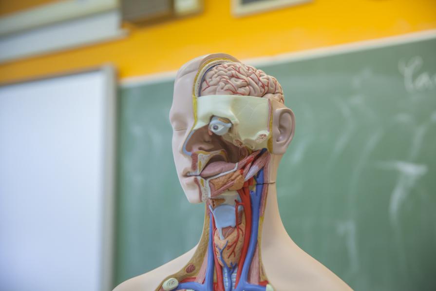 TOP UK Universities with Anatomy and Physiology studies 2026 | Complete University Guide